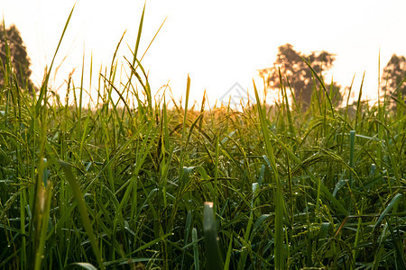 农庄中稻芽背景降水环境射线农业背景图片
