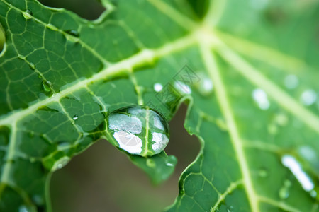 泰国种植园生态绿叶下落的背景图片