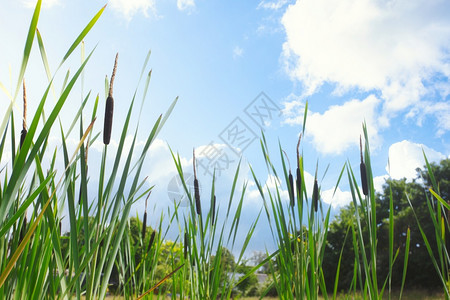 自然蓝天中的牛蒡和芦苇钉美丽风景夏日与阳光绿色景观背特写草乡村的图片