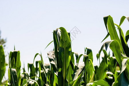 绿玉米种植场的阳光照亮农业田地绿色玉米的详细节谷物玉米芯排图片