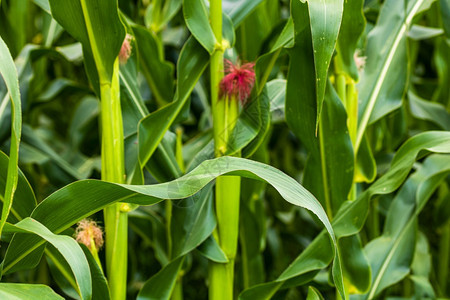 农场绿玉米种植的阳光照亮农业田地绿色玉米的详细节生产植物图片