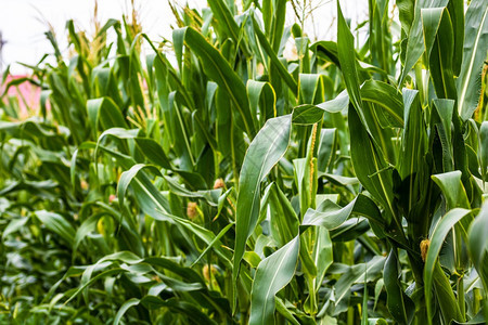 食物灯绿玉米种植场的阳光照亮农业田地绿色玉米的详细节农村图片