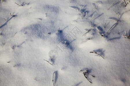 水晶美丽的冬季特写与道路和其他植物在冬季降雪的下阳光明媚的天气美丽冬季图片美丽的冬季特写木头柔软的图片