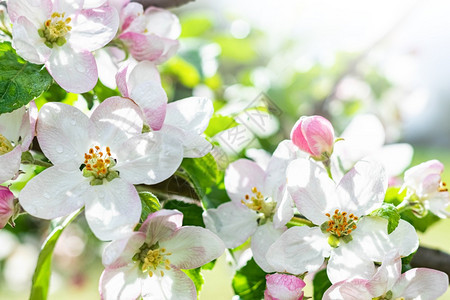 叶子春天开满白花的苹果树园里开满白的苹果树春天开满白花的苹果树盛开朵图片