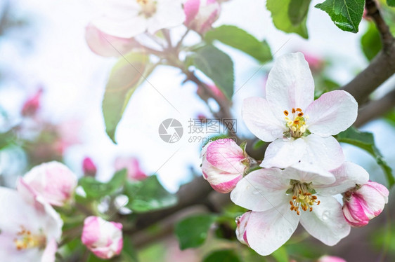 春天开满白花的苹果树园里开满白的苹果树春天开满白花的苹果树美丽叶子分支图片