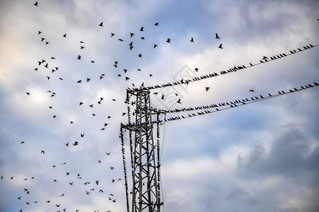 空气天鸟类一群飞在电线缆上向图片