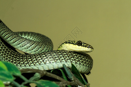 秤恐惧热带紧贴近头的Chrysopeleaornata蛇或绿在泰国图片