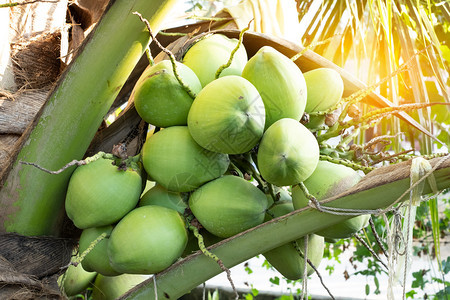 成熟关闭椰子树上的新鲜群食用亚洲人图片