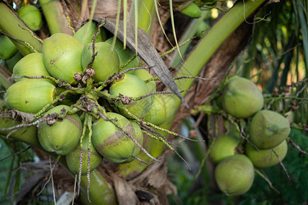 生长关闭椰子树上的新鲜群水果农场图片
