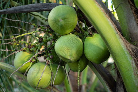 农业美丽的关闭椰子树上新鲜群外部图片