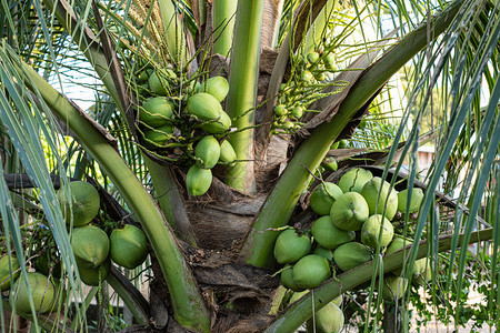 植物学关闭椰子树上的新鲜群果汁健康图片