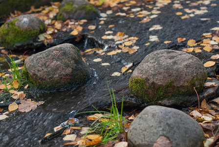 一条有石头的小溪上面覆满了苔和漂浮的叶子景观流动的结石图片