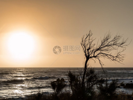 洞穴海浪泡沫和波前期边的Bare树图片