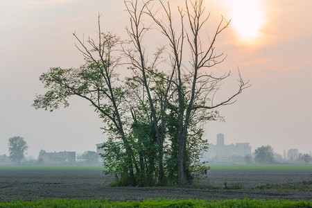 多雾路段光线日落时田野中几棵树图片