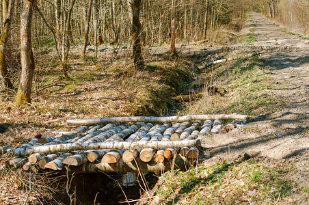 超过花园Birchlogs桥Birchlogs桥森林大上一条沟渠林中树木桥加里宁格勒图片