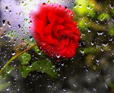 公园季节芽花里美丽的红玫瑰透过窗边的风景雨滴在玻璃上的花园里的美丽红玫瑰图片