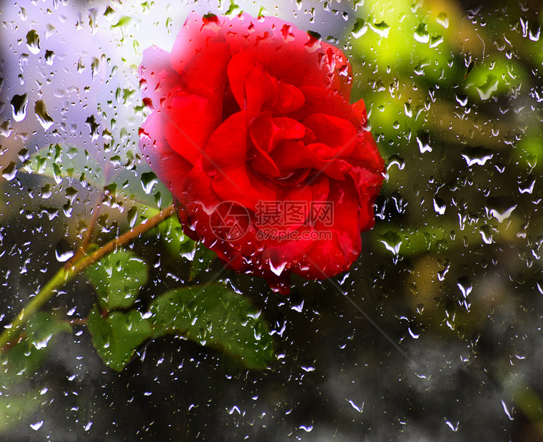 公园季节芽花里美丽的红玫瑰透过窗边的风景雨滴在玻璃上的花园里的美丽红玫瑰图片