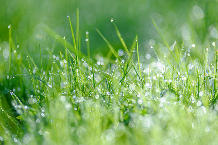 反思生态自然背景在新鲜绿草上滴露并产生美丽的bokeh效应天堂春图片
