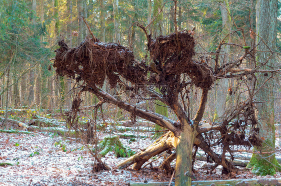 老的绿色树根森林里倒下的树森林里倒下的树根叶子图片