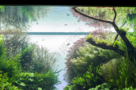 气泡具有水栽草叶和动物装饰背景的水族馆美丽颜色图片