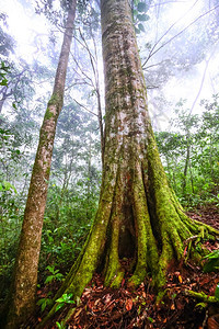 户外衬套泰国热带雨林中植物生长的美丽树苗湿图片