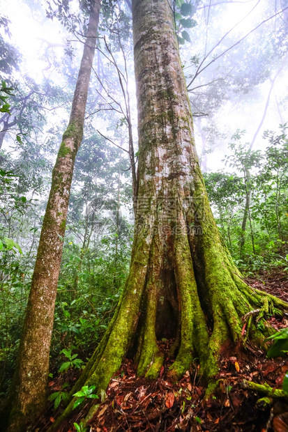 户外衬套泰国热带雨林中植物生长的美丽树苗湿图片