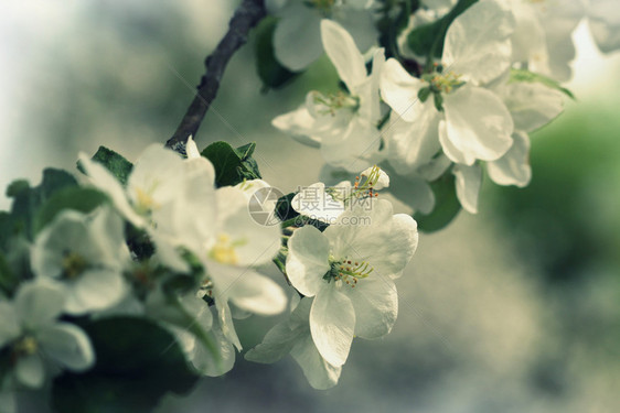 生长明亮的春花背景鲜盛开的苹果朵白色图片