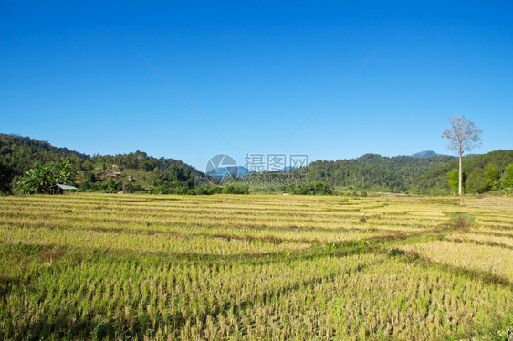 地平线农村的稻田乡长大图片