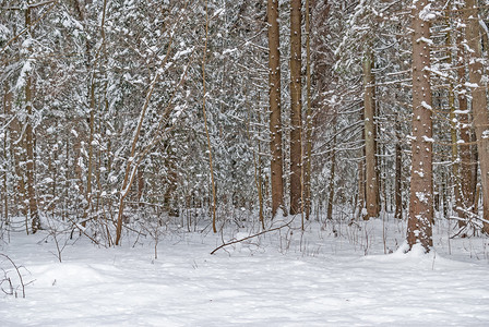 寒冷的最后上次下雪公园的树上白雪图片