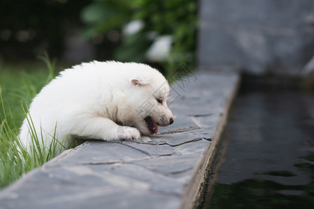 西伯利亚白比哈斯基小狗在公园里玩耍走毛皮图片