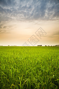 夏天种植园粮食大稻田日落农场美丽的天空田地图片