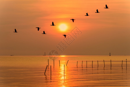 一种风景优美海鸥的一锁鸟在条线上飞过明黄太阳在橙色光亮的天空和阳中飞行反映日出落背景泰国海鸥在日落晒时直行横穿的海洋美丽自然景观背景图片