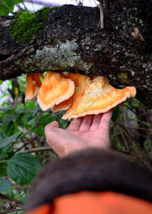 季节女人手在树干花边上摘黄蘑菇野因和难以知道而有危险且在雨季越南大莱特出现人类黄色的图片