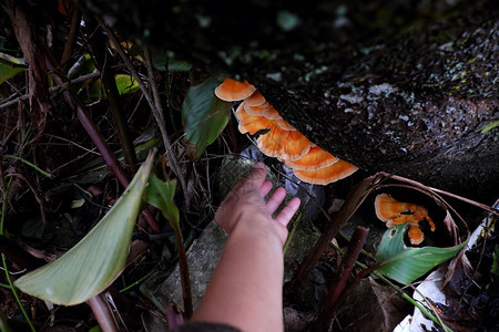 经过季节女人手在树干花边上摘黄蘑菇野因和难以知道而有危险且在雨季越南大莱特出现菌类图片