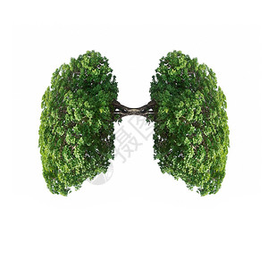 概念的绿色树枝美丽形象成像人类肺状的绿树枝孤立在白色背景上与剪切路径隔绝器官天空图片