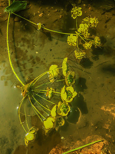 哈姆黄花生长在沼泽布隆斯的水中在热带池塘水的肮脏表面黄花生长在地表水面夏季池塘底细节盛开图片