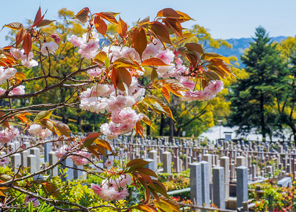 墓碑文化开花日本樱的特写日本樱花图片