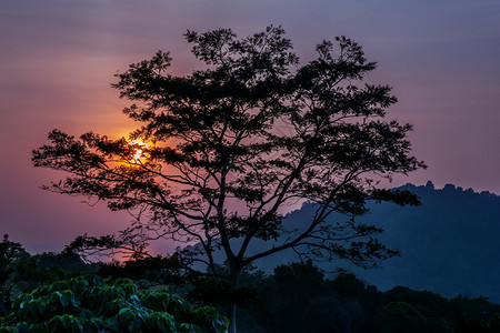 岛夏天颜色五六的日落背景下一棵树和山区剪影在五颜六色的日落背景下一棵树剪影图片