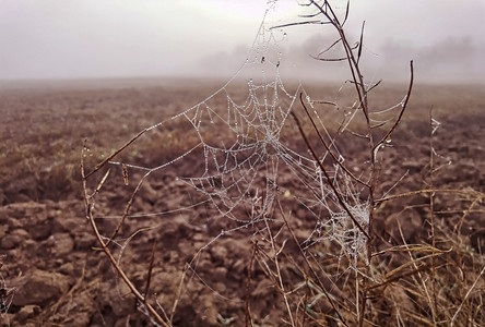 薄雾野外植物上有雨滴的美人蜘蛛网风中雾weatherwithfoor陷阱危险图片