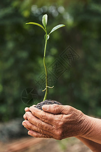 污垢环境的古老手在植树苗生态概念图片