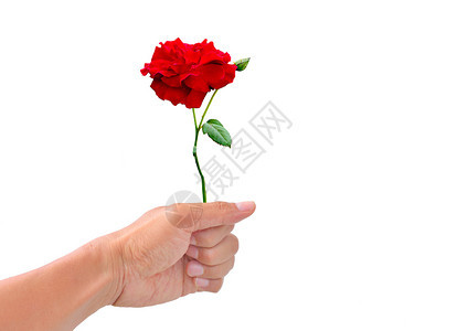 泰国好的举着玫瑰男子手将握在白色背景上手与隔离牵着玫瑰情人节图片