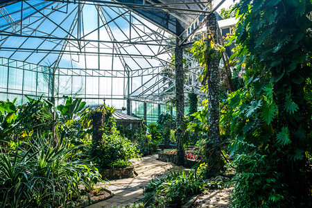 植物绿化中央用于保护和教育的温室泰国曼谷图片