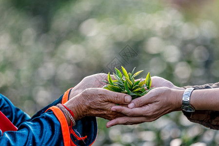 手持绿茶叶的青在泰国吉昂赖Chiangrai质量园丁人们图片