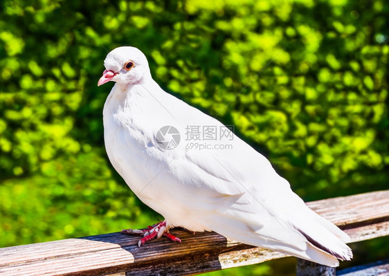 航班夏日坐在栅栏上的白鸽子坐着冷静的图片