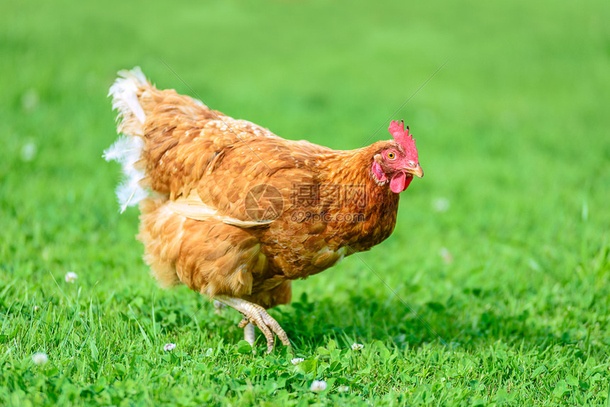 在草地上进行有机放牧的家禽农养殖母鸡传统的生产图片