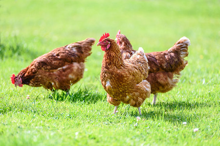 生产绿色在草地上放牧的家禽有机农养殖种植在草地上公鸡图片