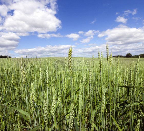 金的行业夏季小麦田地天空有绿色的未磨过小麦粒子太阳图片