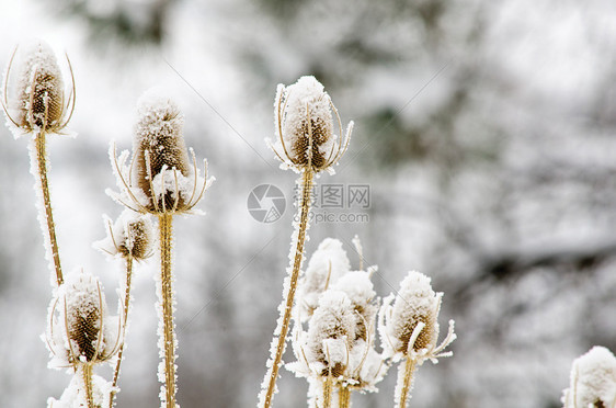 花的美丽被雪所覆盖的干燥棕色花纹头植物群图片
