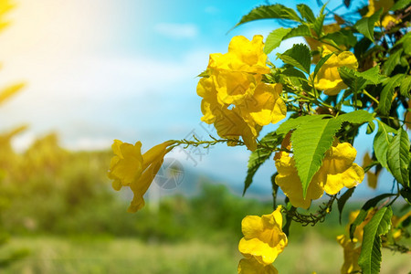 花瓣景观园和阳光中的黄花蓝天空背景的植物群图片
