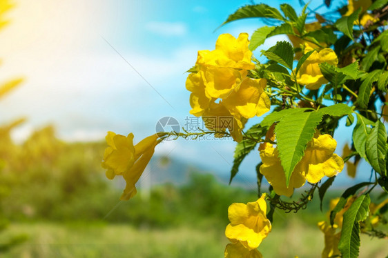 花瓣景观园和阳光中的黄花蓝天空背景的植物群图片